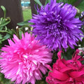 Aster Flower Seeds – 100 Pack – Beautiful Annual, Great Cut Flower – Aster spp.