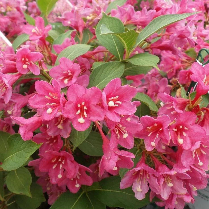 Pink Weigela Shrub 4' in Pot - Weigela florida 'Pink' - Flowering Deciduous Plant with Fragrant Pink Blooms for Gardens
