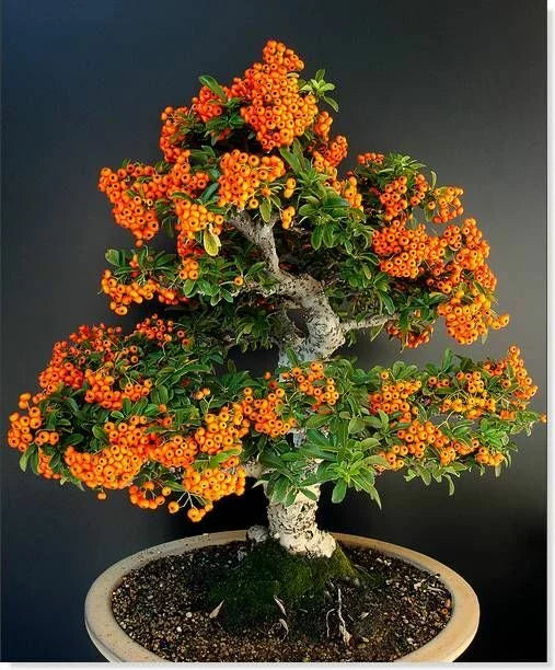 Scarlet Firethorn Seeds - 50 Pack - Ideal for Outdoors & Bonsai - Pyracantha coccinea
