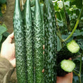 60pcs Asian Suyo Long Cucumber Seeds - Heirloom Non-GMO China Long Hybrid - Cucumis sativus