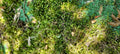 Fresh Living Sheet Moss - Maryland - Ideal for Terrariums, Bonsai, Fern Gardens, and Containers - Hypnum spp.