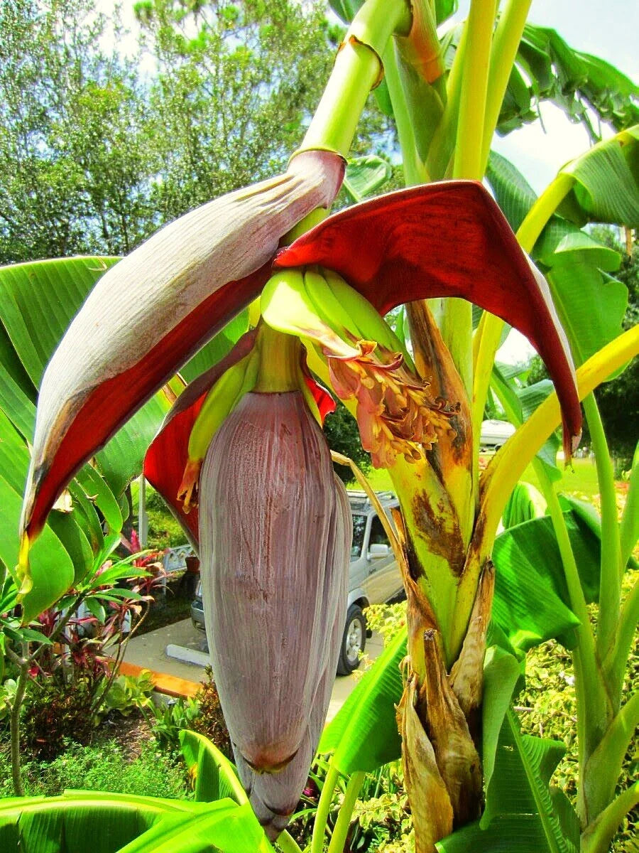 Musa 'Gran Nain' Banana Tree - Live Plant - Tropical Fruit Plant - Indoor/Outdoor