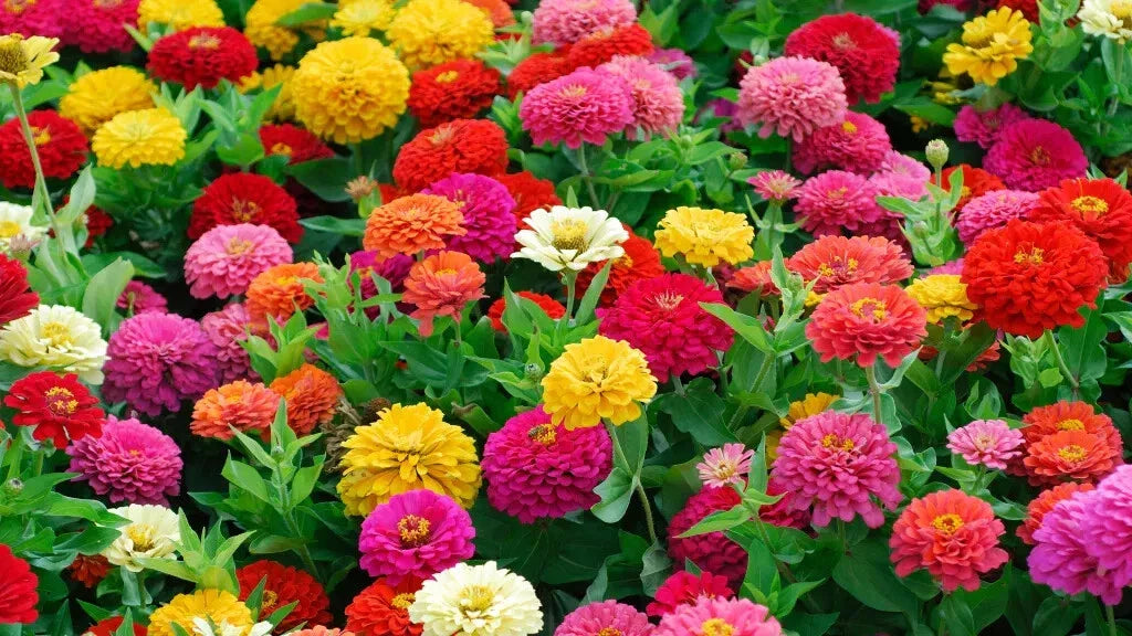 Zinnia Flower Seeds 100+ Count Lilliput Mix Color Dwarf Elegant Zinnia elegans