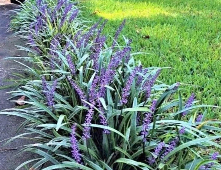 Monkey Grass 25 Bare Root Plants, Big Blue Clumping, Liriope Spicata, Ground Cover, Sun/Partial Shade