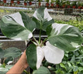 Philodendron Cutting + 1 Leaf/Node + White Princess Variety + Extra Included + Philodendron erubescens