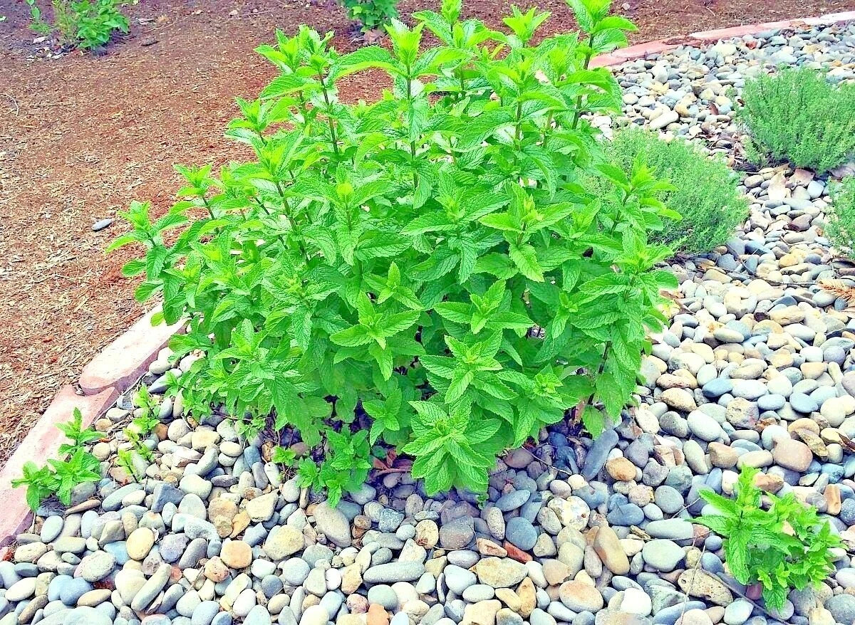 Peppermint Seeds - 301+ Organic Culinary & Medicinal Herb for Container & Shade Gardens - Mentha × piperita