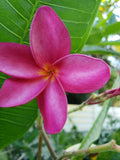 Epiphyllum Hybrid Orchid Cactus Cuttings | Free Hybrid Seeds | Colorful Varieties | Epiphyllum spp.
