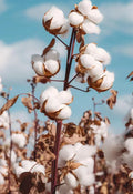 White Cotton Seeds 60+ Grams Non-GMO Gossypium Easy to Grow USA Grown