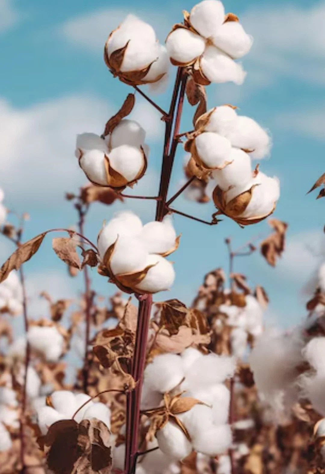 White Cotton Seeds 60+ Grams Non-GMO Gossypium Easy to Grow USA Grown