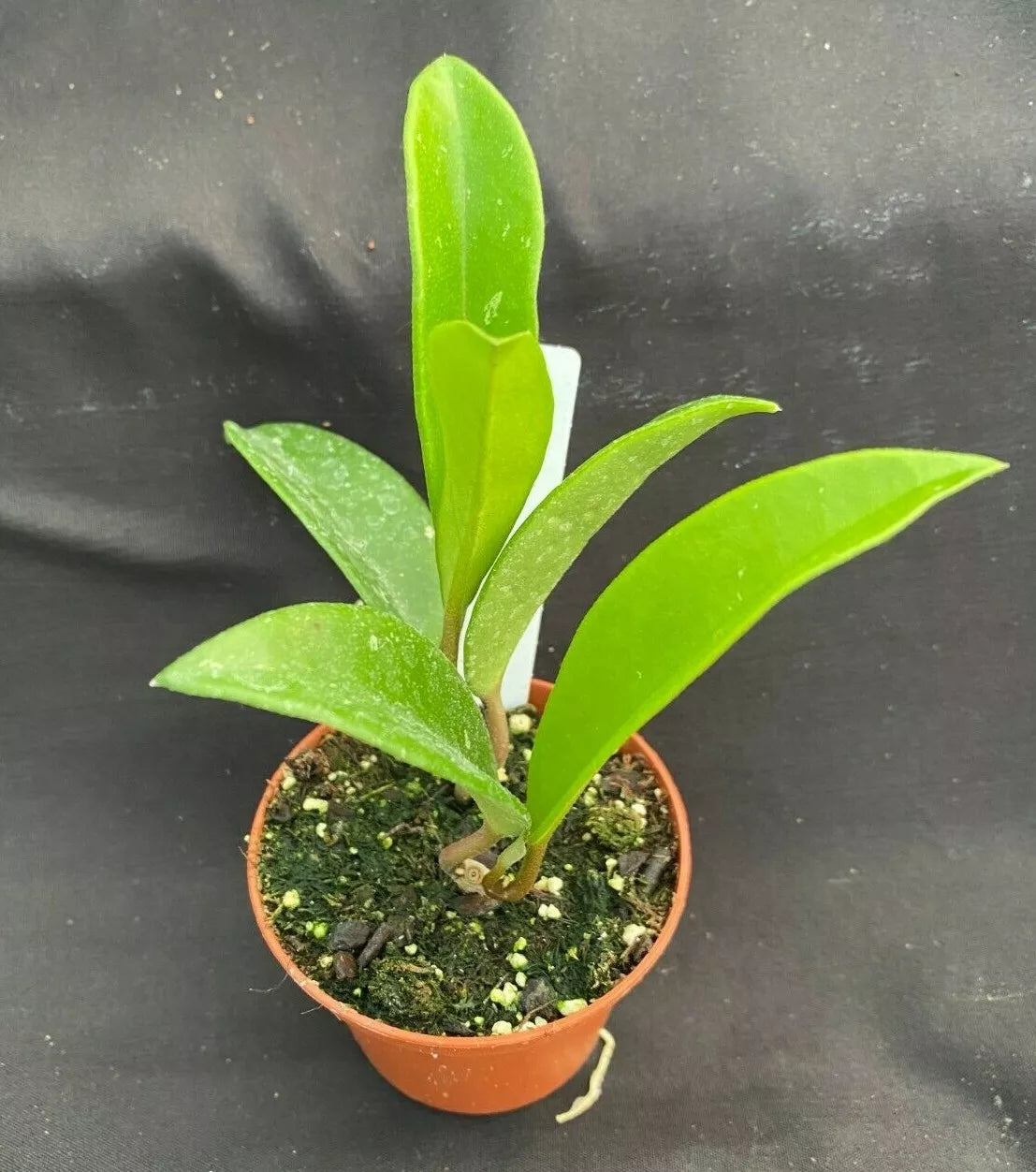 Hoya AH 074 Green Plant 2.5" Pot Rare Rooted Hoya Carnosa