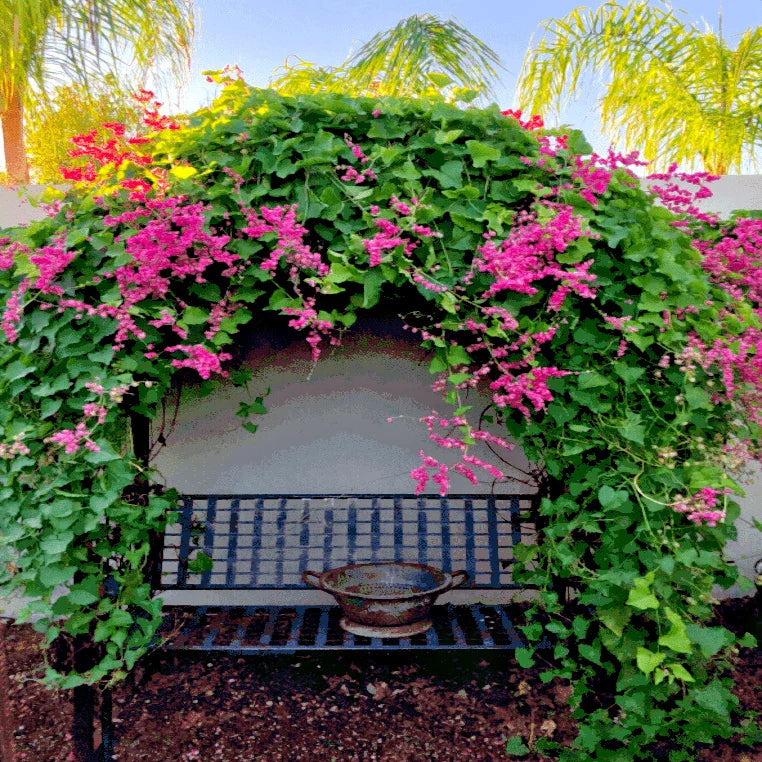 Coral Vine Seeds - Pink Flower Mexican Creeper (Antigonon leptopus) - Chain of Love Plant Seeds