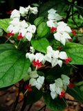 25 White Red Bleeding Heart Seeds | Perennial Flower Seeds | Lamprocapnos spectabilis | US Seller