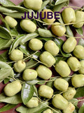 Jujube Tree Cuttings for Rooting or Grafting - Ziziphus jujuba - Healthy Plant Propagation Materials