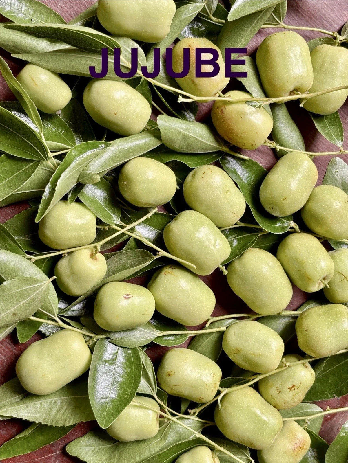 Jujube Tree Cuttings for Rooting or Grafting - Ziziphus jujuba - Healthy Plant Propagation Materials