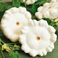 Early White Bush Scallop Summer Squash Seeds - 20 Premium Newly Harvested Seeds (Cucurbita pepo)