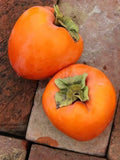 Hachiyaa Persimmon Tree Cuttings - 6 Unrooted Cuttings, 6"-8" for Rooting or Grafting, Diospyros kaki