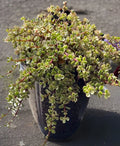 Rainbow Variegated Elephant Bush Dwarf Jade Plant Cuttings - 2 Unrooted 4-Inch - Portulacaria afra Variegata