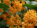 Fragrant Tea Sweet Olive Plant - APRICOT ECHO - Rooted Starter - Osmanthus fragrans