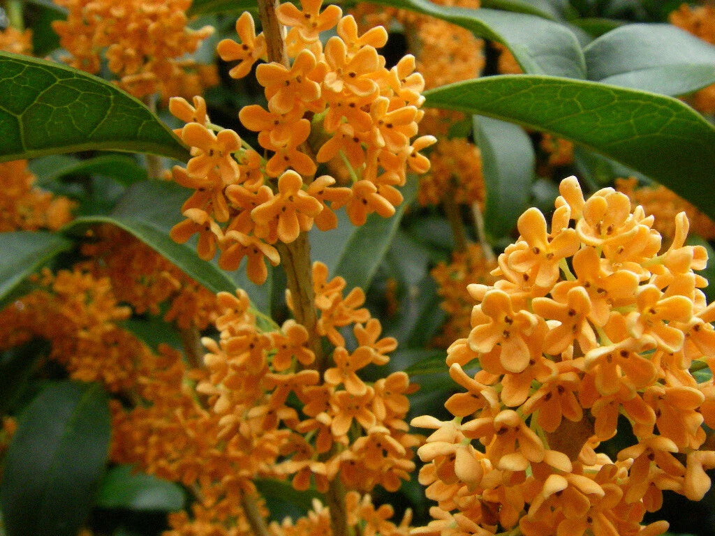 Fragrant Tea Sweet Olive Plant - APRICOT ECHO - Rooted Starter - Osmanthus fragrans