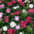 Vinca Seeds 100 Count - Vinca Higro F-1 Mix GL - Colorful Annual Flower Seeds (Catharanthus roseus)