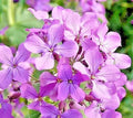 Evening Scented Stock Seeds - 1001+ Clove Perfume Plant for Summer Garden & Container - Matthiola longipetala