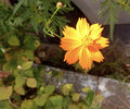 Cosmos Sulphur Seeds - 400+ Count - Bright Lights Variety - Edible Flowers - Attracts Hummingbirds & Butterflies