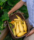Saffron Summer Squash Seeds - Grandprize Variety (10 Seeds) - Heirloom Vegetable Seeds for Planting