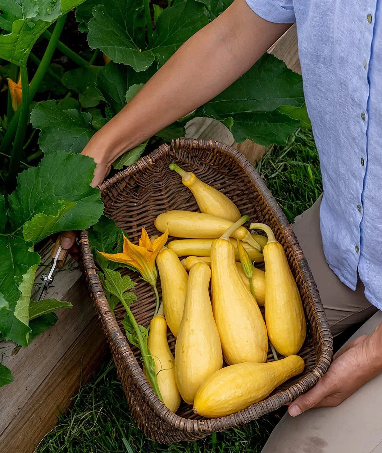 Saffron Summer Squash Seeds - Grandprize Variety (10 Seeds) - Heirloom Vegetable Seeds for Planting