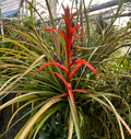 Gorgeous Tillandsia foliosa Bromeliad Plant in Spike - Mexican Green Leaf Air Plant