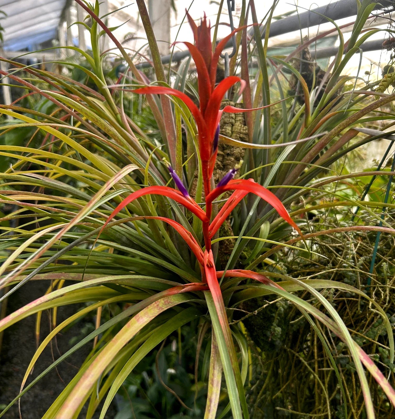 Gorgeous Tillandsia foliosa Bromeliad Plant in Spike - Mexican Green Leaf Air Plant