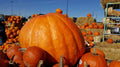 Atlantic Pumpkin Seeds | 10 Pack | Heirloom Variety | Cucurbita pepo