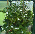 Maid of Orleans Jasmine Starter Plant - Jasminum sambac - Rooted, Extremely Fragrant, 2-8 Inches Tall, Well-Rooted Plant