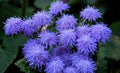 Blue Mink Flossflower Seeds (500 Seeds) - Ageratum houstonianum, Blue Color, Annual Flower Seeds for Planting