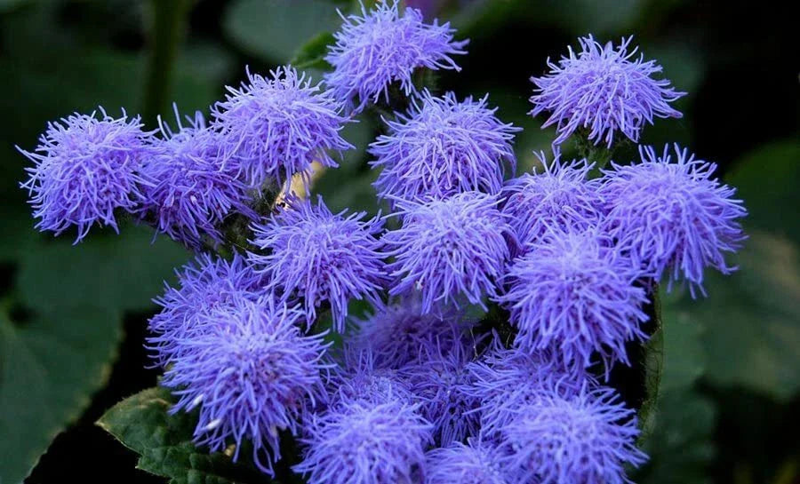 Blue Mink Flossflower Seeds (500 Seeds) - Ageratum houstonianum, Blue Color, Annual Flower Seeds for Planting