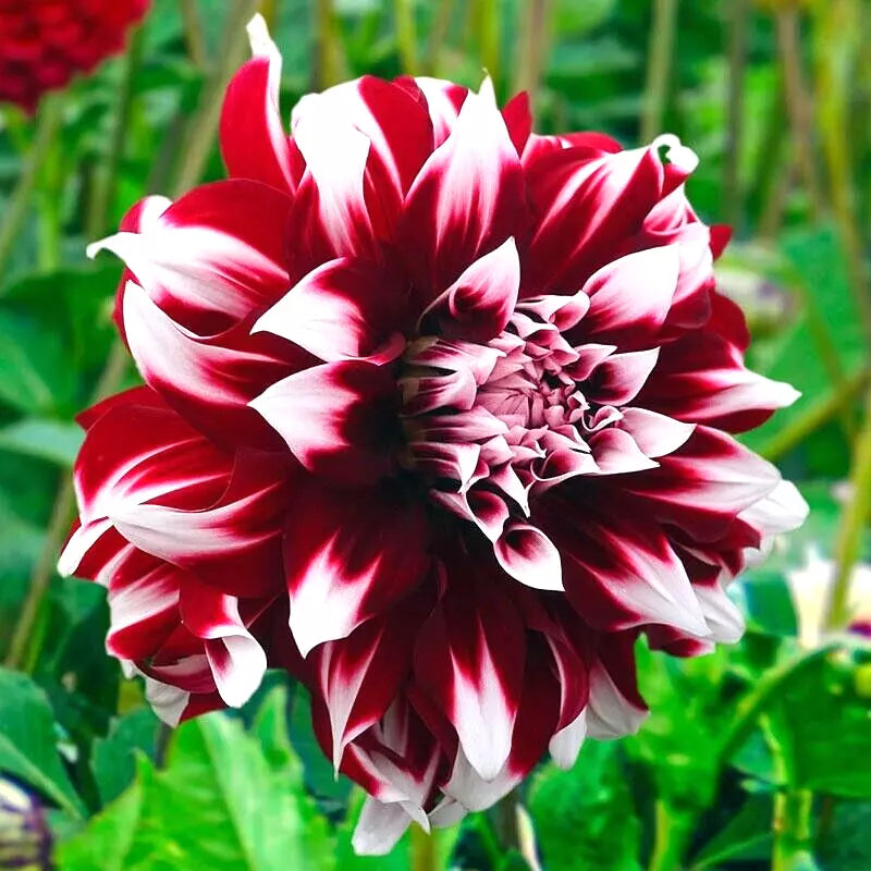 Dahlia Tuber #1 Clump Red White Large Blooms 'Duet' 7-9" Decorative Flower Plant