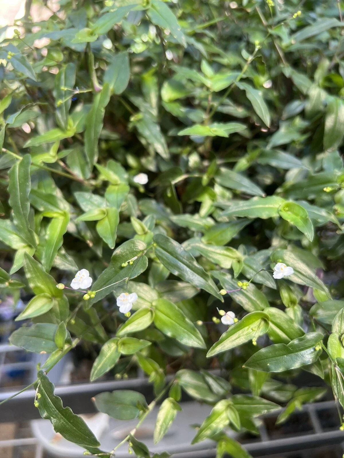 Tahitian Bridal Veil Cuttings - 10 Live Plants Gibasis pellucida - Easy Flowering Houseplant for Home Decor