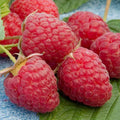 Heritage Raspberry Seeds - 25+ Award-Winning Berry Seeds for Twice-Yearly Harvests - Rubus idaeus