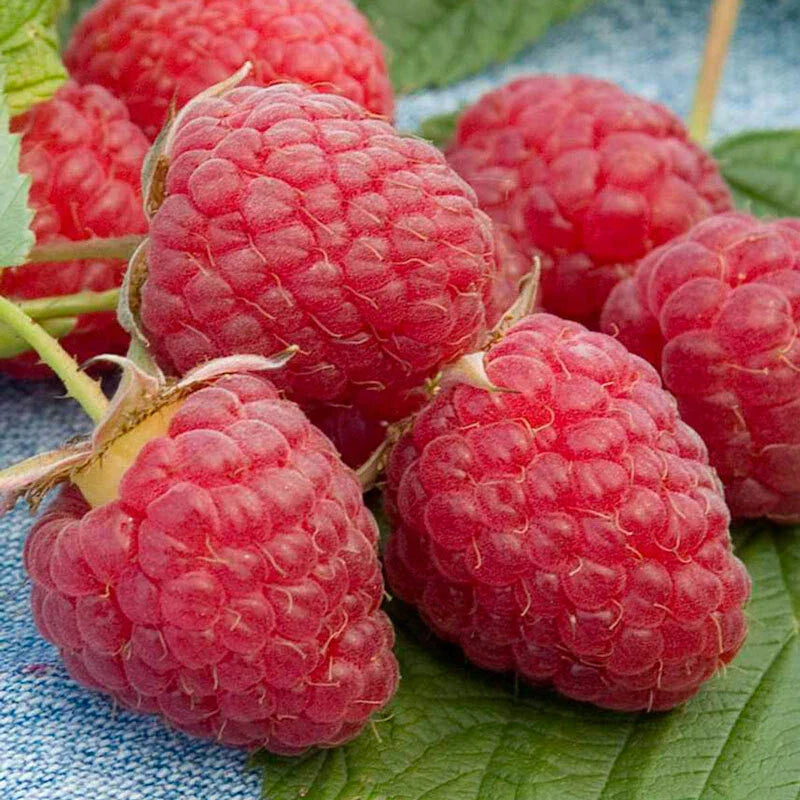Heritage Raspberry Seeds - 25+ Award-Winning Berry Seeds for Twice-Yearly Harvests - Rubus idaeus