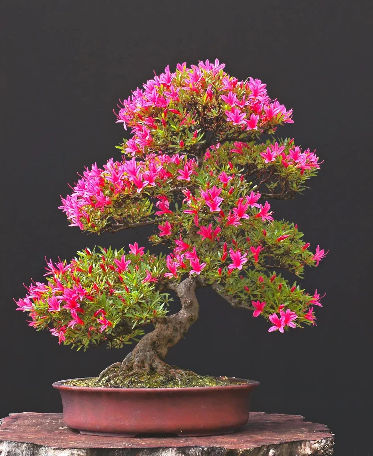 Pink Azalea Bonsai Tree Seeds - 30 Seeds - Flowering Bonsai - Rhododendron obtusum