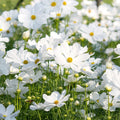 Cosmos Seeds - 200+ Count - Pure Variety for Garden Planting - Cosmos bipinnatus - USA Free Shipping
