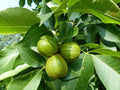 Butternut Tree Seeds - 5 Count - Exotic Fruit Tree Seeds for Planting - Juglans cinerea