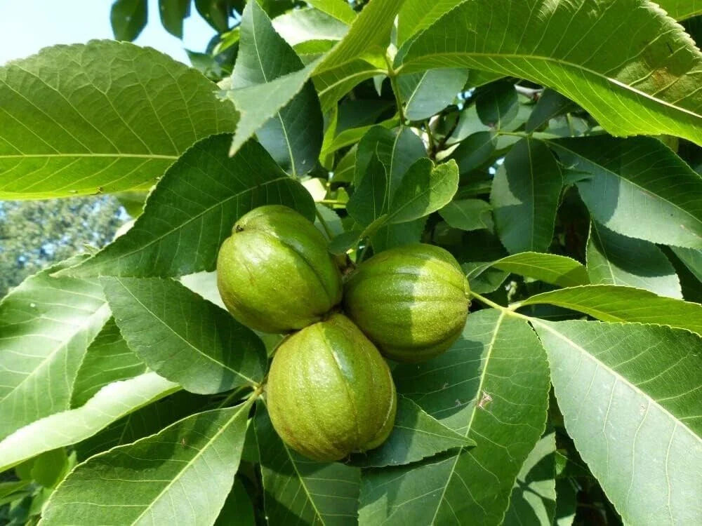Butternut Tree Seeds - 5 Count - Exotic Fruit Tree Seeds for Planting - Juglans cinerea