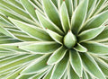 Agave Seed Mix for Planting - 50 Seeds - Drought-Tolerant Succulents - Agave spp. - Ships from Iowa, USA
