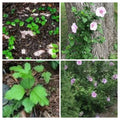 Rose of Sharon Hibiscus Live Plant Roots 2" Starter Bush - Fast Growing Hibiscus syriacus