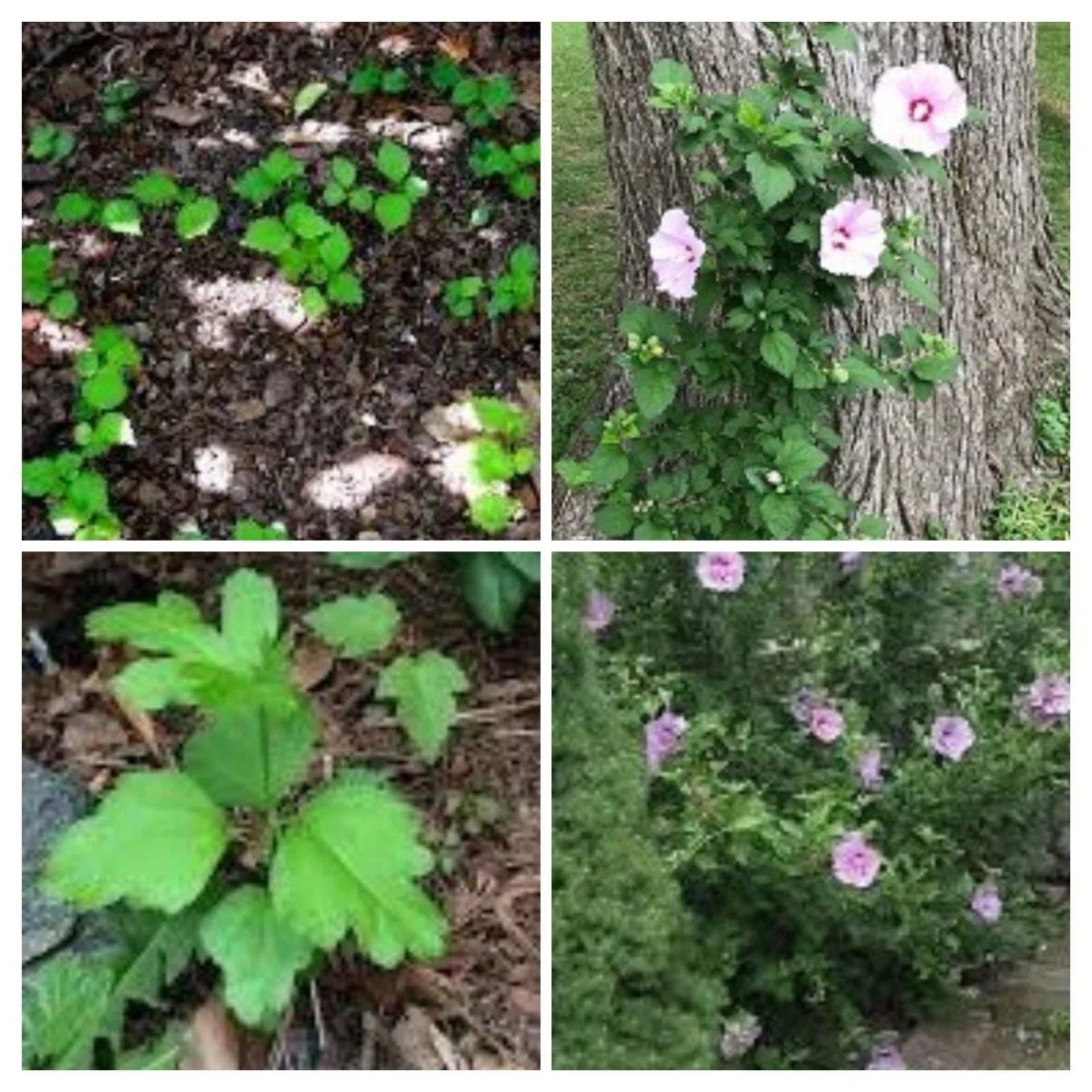 Rose of Sharon Hibiscus Live Plant Roots 2" Starter Bush - Fast Growing Hibiscus syriacus