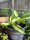 Hoya Wayetii Tricolor Plant in 4" Pot - Variegated Hoya Kentiana, Indoor Houseplant, Succulent, Easy Care