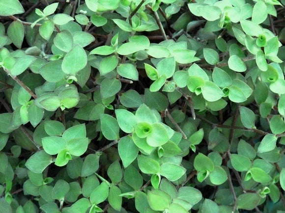 20 Cuttings - Dwarf Bolivian Wandering Jew - Tradescantia Minima, Callisia Repens, Indoor Plant, Easy Care, Green Foliage