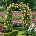 CROWN PRINCESS MARGARETA Rose Cuttings 5-8" Fresh Unrooted Stems (David Austin)