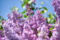 Purple Lilac Shrub Seeds | 20 Count | Syringa villosa | Fragrant Flowering Plant for Gardens