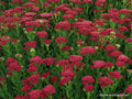 Yarrow Vintage Red Perennial Edible Starter Plant 6+ Inches Set of 2 - Achillea millefolium